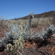 I love this grey/green/white/blue colour you get in the bush. A perfect contrast to the sky and the red earth.